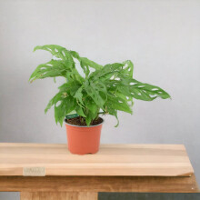 (No Container) Monstera Monkey Cheese Plant - Swiss Cheese Plant Tropical Houseplant