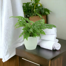 (Ceramic Ewi Dot Green) Monstera Monkey Cheese Plant - Swiss Cheese Plant Tropical Houseplant