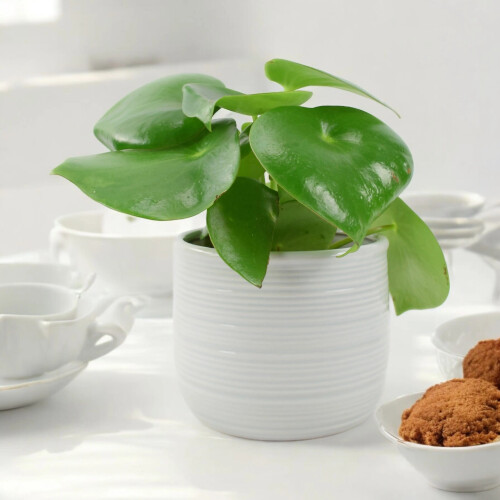(Ceramic York Off White) Peperomia Polybotrya Raindrop Plant - Pilea Polybotrya in 12cm Pot 2