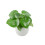 (Ceramic York Grey) Peperomia Polybotrya Raindrop Plant - Pilea Polybotrya in 12cm Pot 5