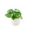 (Ceramic York Grey) Peperomia Polybotrya Raindrop Plant - Pilea Polybotrya in 12cm Pot 4