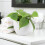 (Ceramic White) Philodendron Scandens - Heartleaf Trailing Plant in 12cm Pot 1