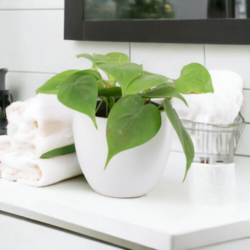 (Ceramic White) Philodendron Scandens - Heartleaf Trailing Plant in 12cm Pot