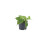 (Ceramic White) Philodendron Scandens - Heartleaf Trailing Plant in 12cm Pot 6