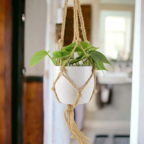 (Ceramic White) Philodendron Scandens - Heartleaf Trailing Plant in 12cm Pot 1