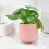 (Ceramic York Grey) Peperomia Polybotrya Raindrop Plant - Pilea Polybotrya in 12cm Pot 6