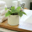 (Ceramic White) Philodendron Scandens - Heartleaf Trailing Plant in 12cm Pot 3