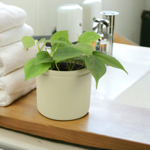 (Ceramic White) Philodendron Scandens - Heartleaf Trailing Plant in 12cm Pot 2