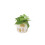 (Ceramic White) Philodendron Scandens - Heartleaf Trailing Plant in 12cm Pot 7