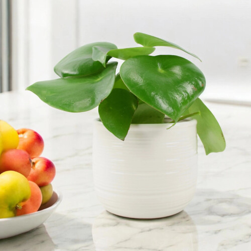 (Ceramic York Off White) Peperomia Polybotrya Raindrop Plant - Pilea Polybotrya in 12cm Pot 1