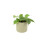 (Ceramic White) Philodendron Scandens - Heartleaf Trailing Plant in 12cm Pot 8