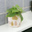 (Ceramic White) Philodendron Scandens - Heartleaf Trailing Plant in 12cm Pot 5