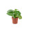 (Ceramic York Grey) Peperomia Polybotrya Raindrop Plant - Pilea Polybotrya in 12cm Pot 7