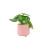 (Ceramic York Grey) Peperomia Polybotrya Raindrop Plant - Pilea Polybotrya in 12cm Pot 8