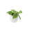 (Ceramic White) Philodendron Scandens - Heartleaf Trailing Plant in 12cm Pot 9