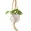 (Ceramic White) Philodendron Scandens - Heartleaf Trailing Plant in 12cm Pot 10
