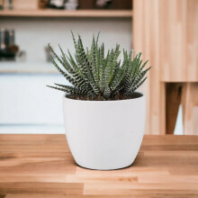 (Ceramic White) Haworthia Fasciata Big Band – 10.5cm Pot Easy Care Indoor Succulent