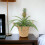 (No Container) Pineapple Plant (Ananas) 12cm Pot – Aromatic Indoor Plant 2