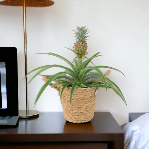 (No Container) Pineapple Plant (Ananas) 12cm Pot – Aromatic Indoor Plant 1
