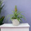 (No Container) Pineapple Plant (Ananas) 12cm Pot – Aromatic Indoor Plant 5