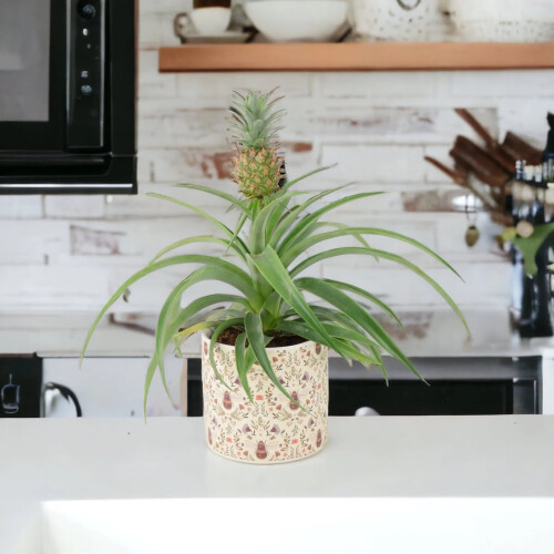 (No Container) Pineapple Plant (Ananas) 12cm Pot – Aromatic Indoor Plant 2