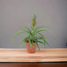 (No Container) Pineapple Plant (Ananas) 12cm Pot – Aromatic Indoor Plant