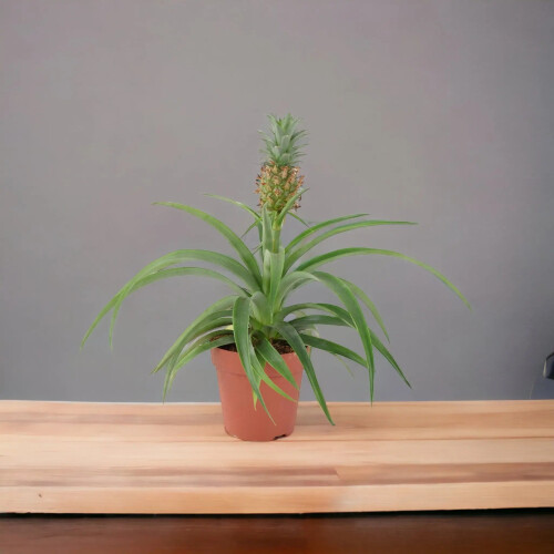 (No Container) Pineapple Plant (Ananas) 12cm Pot – Aromatic Indoor Plant