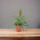 (No Container) Pineapple Plant (Ananas) 12cm Pot – Aromatic Indoor Plant 6