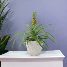 (Concrete Aztec) Pineapple Plant (Ananas) 12cm Pot – Aromatic Indoor Plant