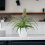 (No Container) Pineapple Plant (Ananas) 12cm Pot – Aromatic Indoor Plant 4