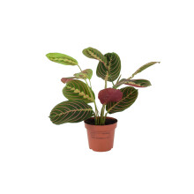 (No Container) Maranta Leuconeura Prayer Plant 12cm - Beautiful Tricolour Indoor Foliage