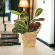 (Basket Seagrass With Handles) Maranta Leuconeura Prayer Plant 12cm - Beautiful Tricolour Indoor Foliage