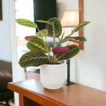 (Ceramic White Ripple) Maranta Leuconeura Prayer Plant 12cm - Beautiful Tricolour Indoor Foliage