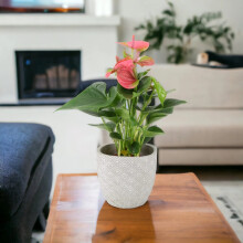 (Concrete Aztec) Anthurium Pink Flamingo Flower – Exotic Indoor Plant in 12cm Pot