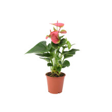 (No Container) Anthurium Pink Flamingo Flower – Exotic Indoor Plant in 12cm Pot