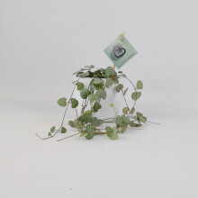 (Ceramic White) String of Hearts Plant 8.5cm Pot – Ceropegia Woodii Indoor Trailing Houseplant