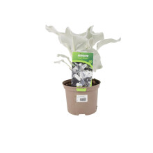 (No Container) Senecio Angel Wings 2L - Hardy, Eco-Friendly Foliage Plant with Silvery Leaves