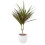 (No Container) Dracaena Marginata Dragon Tree - 12cm Tropical Houseplant 6