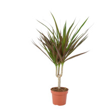 (No Container) Dracaena Marginata Dragon Tree - 12cm Tropical Houseplant