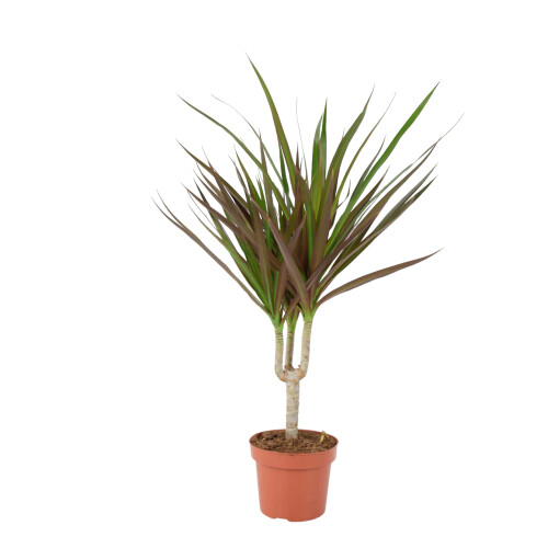 (No Container) Dracaena Marginata Dragon Tree - 12cm Tropical Houseplant