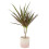 (No Container) Dracaena Marginata Dragon Tree - 12cm Tropical Houseplant 5
