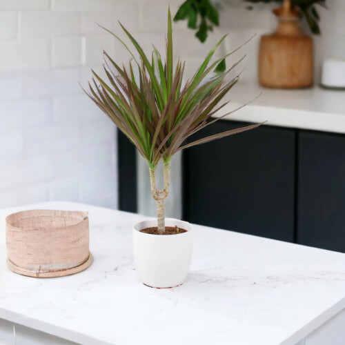 (No Container) Dracaena Marginata Dragon Tree - 12cm Tropical Houseplant 2