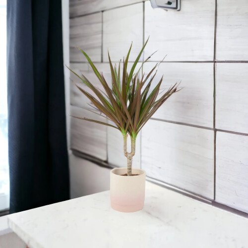 (No Container) Dracaena Marginata Dragon Tree - 12cm Tropical Houseplant 1