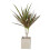 (No Container) Dracaena Marginata Dragon Tree - 12cm Tropical Houseplant 7