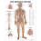 The Nervous System Anatomical Chart 1