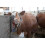 Brush Compatible Horse, Beef, Goat 2