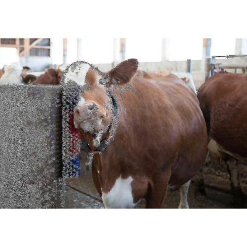Brush Compatible Horse, Beef, Goat 1