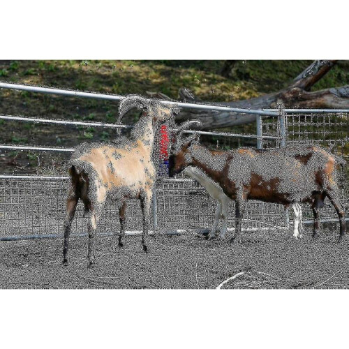 Brush Compatible Horse, Beef, Goat 2