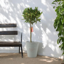 (Plastic Grey Olive) Bay Tree Standard – 90cm Tall Hardy Evergreen Laurus Nobilis for Pots & Borders