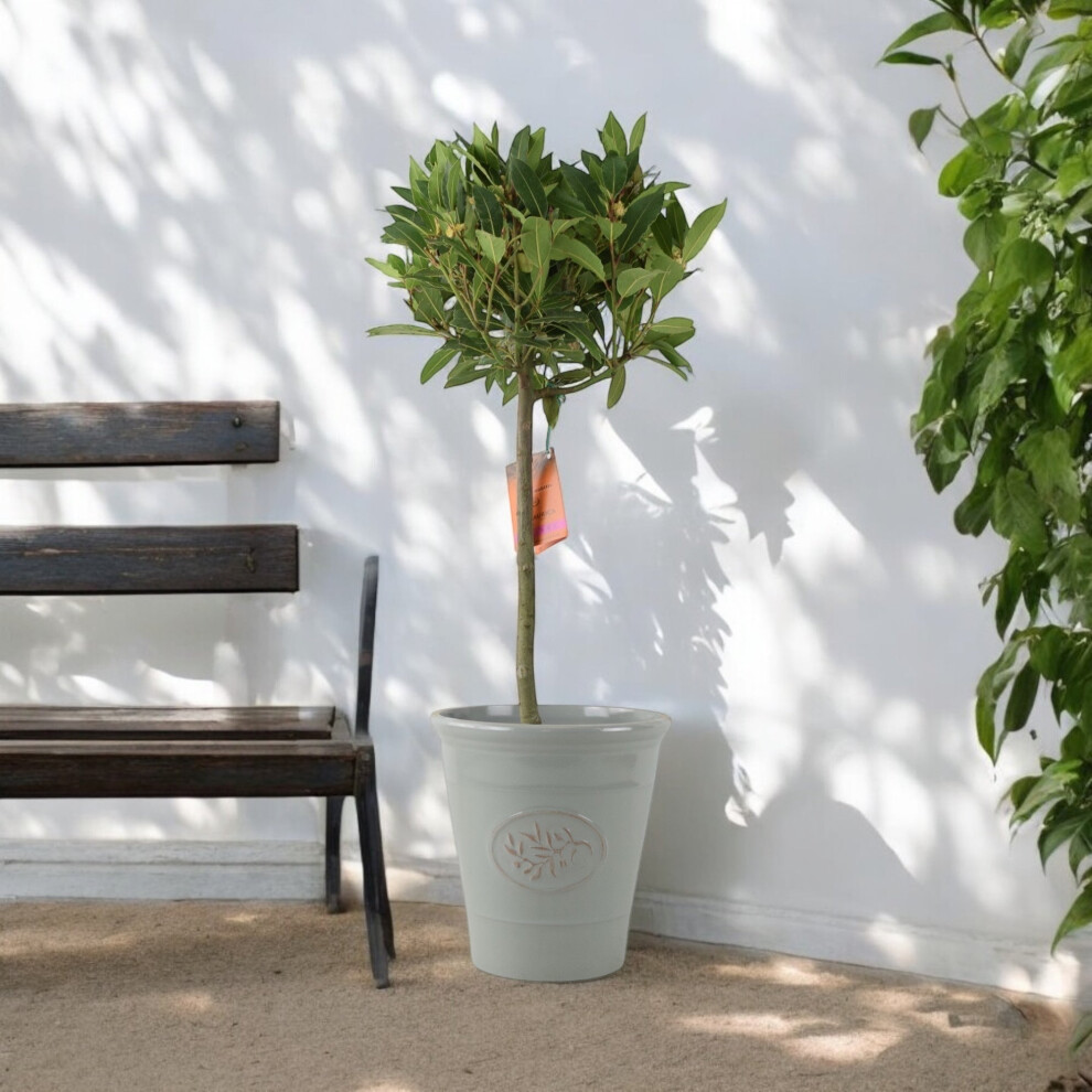 Plants By Post Uk (No Container) Bay Tree Standard – 90Cm Tall Hardy Evergreen Laurus Nobilis For Pots & Borders